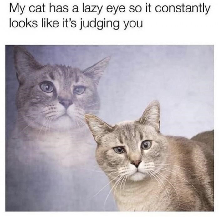 Funny cat with a lazy eye appears to be judging you, with a reflection in the background.