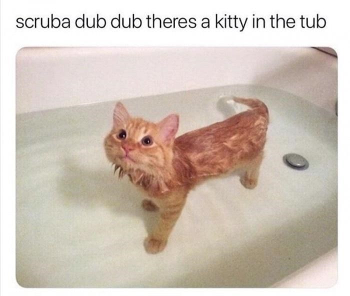 A funny cat in a bathtub looking up with wet fur, capturing a humorous moment.