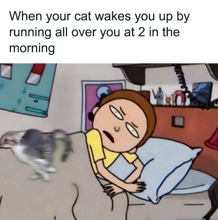 When Your Cat Wakes You Up