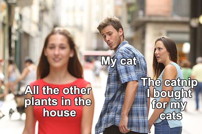 Funny cat meme with a person labeled "My cat" distracted by "The catnip I bought for my cats" over "All the other plants."
