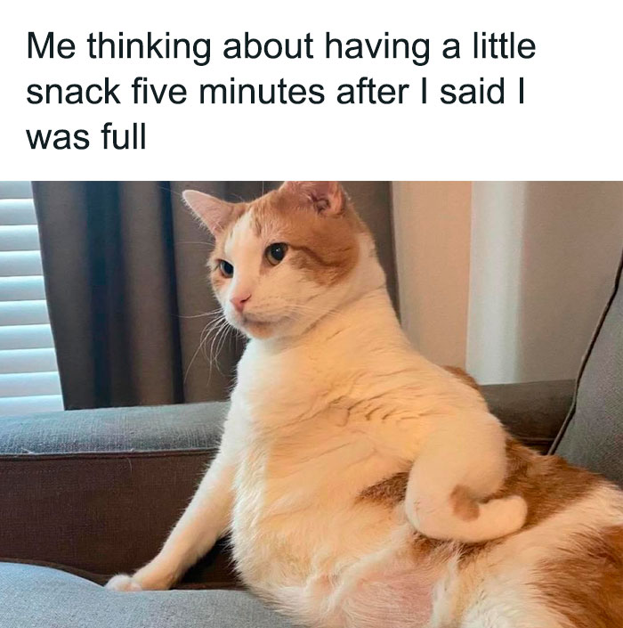 Funny cat lounging on a couch, looking contemplative, with a humorous caption about snacking.