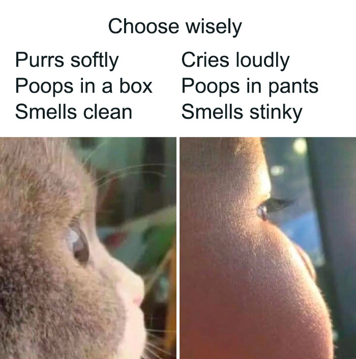 Funny cat photo comparing a cat and a baby with text: "Purrs softly, poops in a box" versus "Cries loudly, poops in pants".