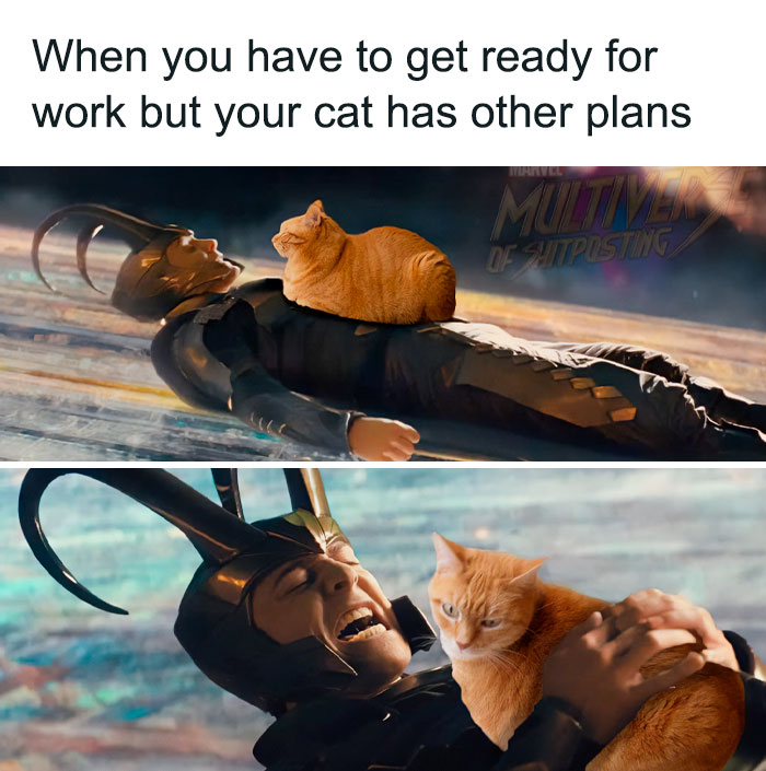 Cat Has Other Plans