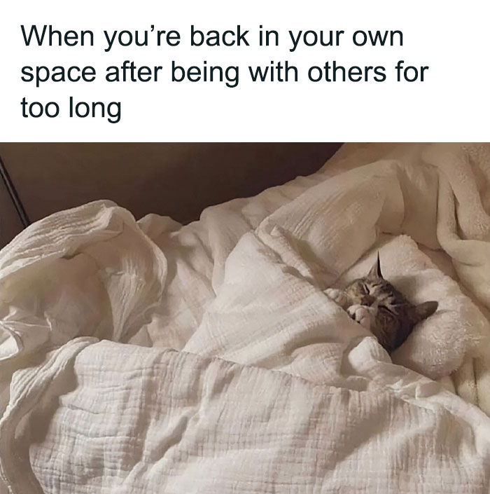 Cat snuggled under blankets, capturing a relatable moment for cat owners seeking cozy solitude.