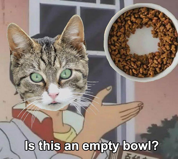 Answer The Cat