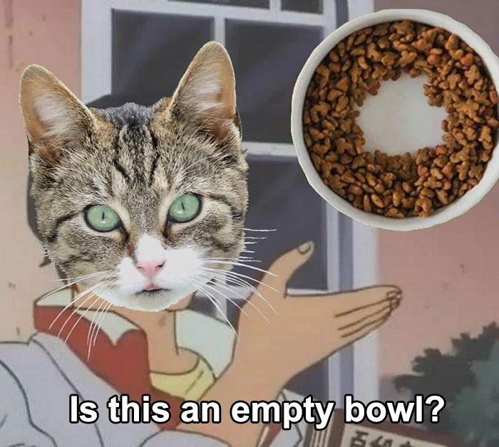 Funny cat meme with a confused cat face and a nearly empty bowl of food.