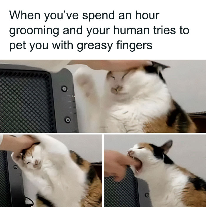 Funny cat reacting to being petted with greasy fingers.