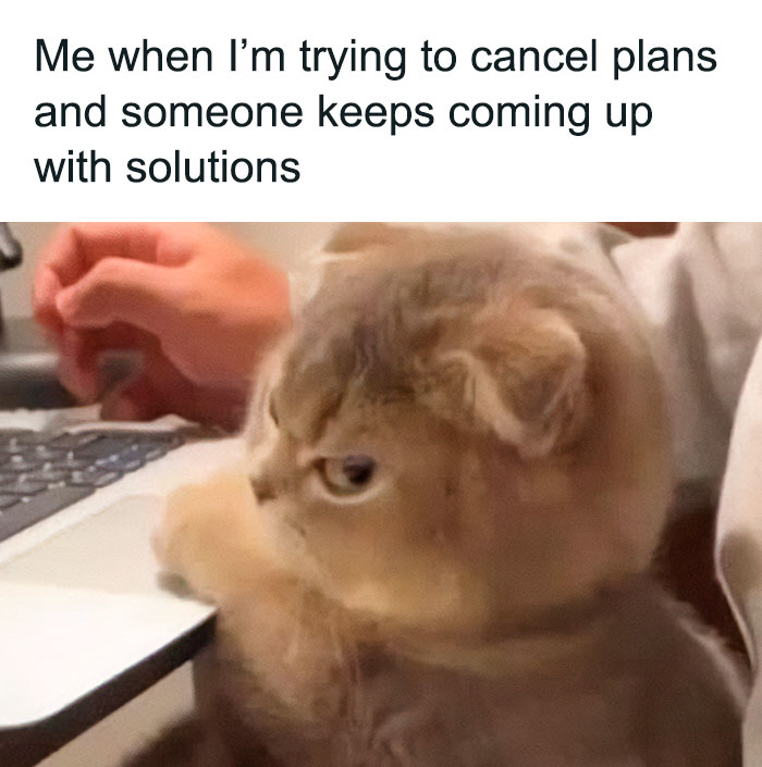 Funny cat sitting on a desk next to a laptop, looking grumpy.