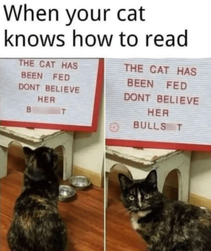 Cat Knows