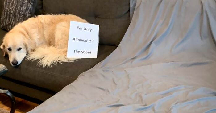 40 Dogs That Committed Such Wicked Acts, Their Owners Couldn’t Help But “Shame” Them (New Pics)