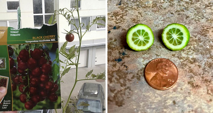 50 Times People Tried To Grow Their Own Food But Ended Up Hilariously Disappointed (New Pics)