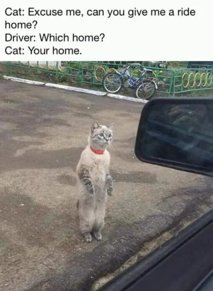 Funny-Kitty-Litterposting-Pictures