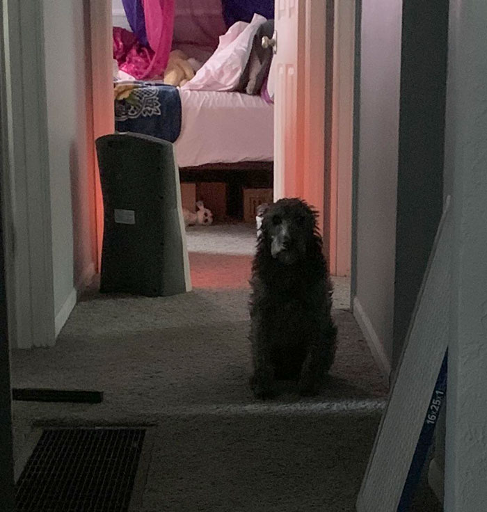 Our Dog As He Patiently Waits In The Hall For My Partner To Finish Using The Restroom