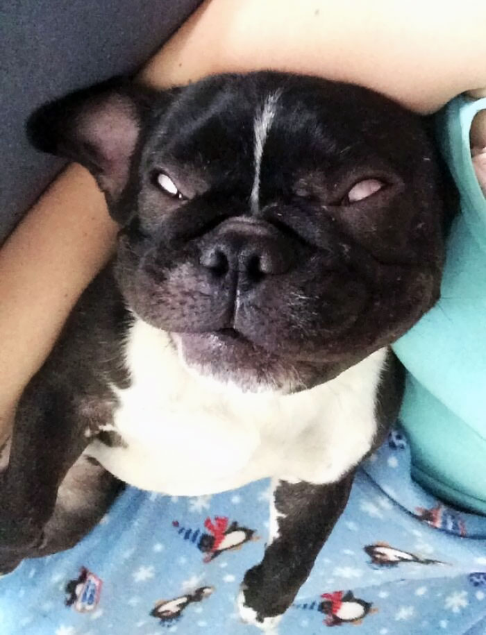 My Dog Sleeps With His Eyes Open, It's Not Scary At All