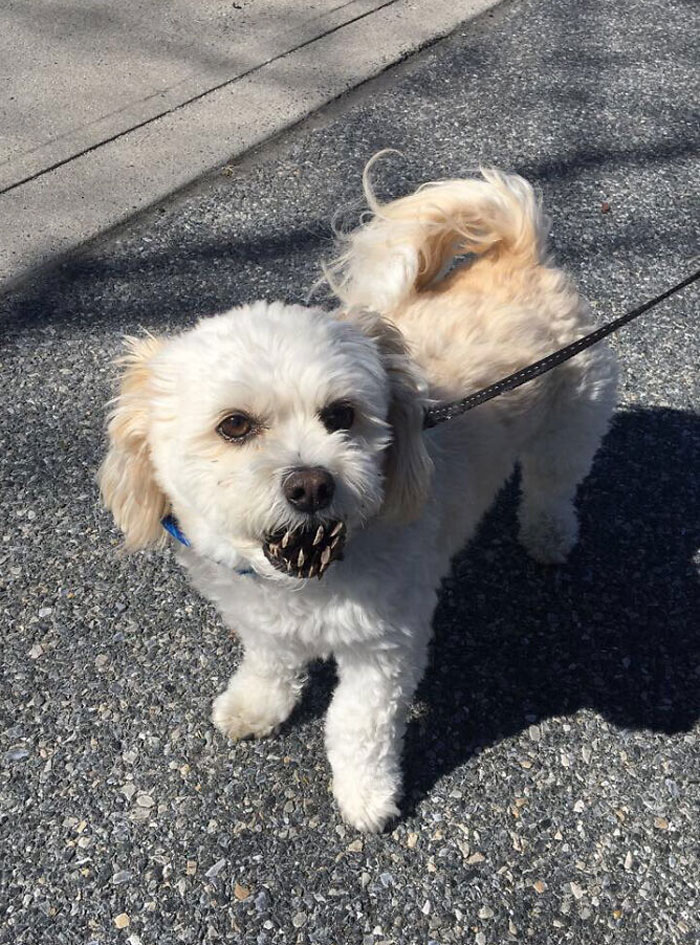My Dog Holding A Pinecone