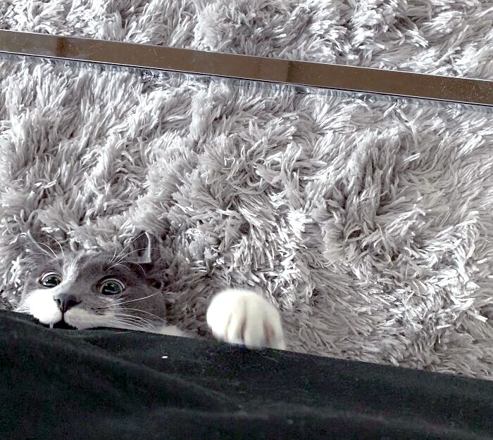 Blue Likes To Hide Under The Couch And Pop Out To Scare Me