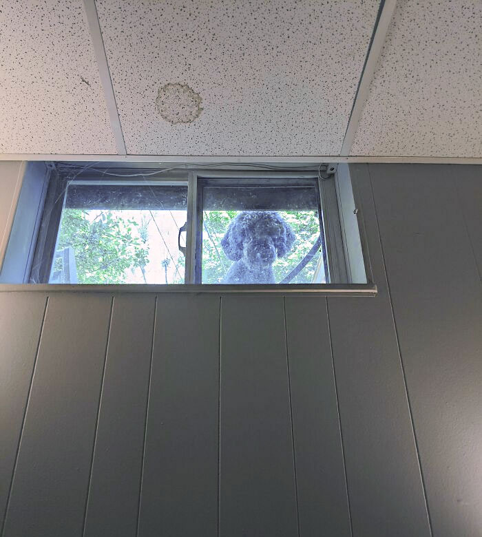 Dog Loves To Stare Into My Basement Office And Scare The Hell​ Out Of Me When I Look Up