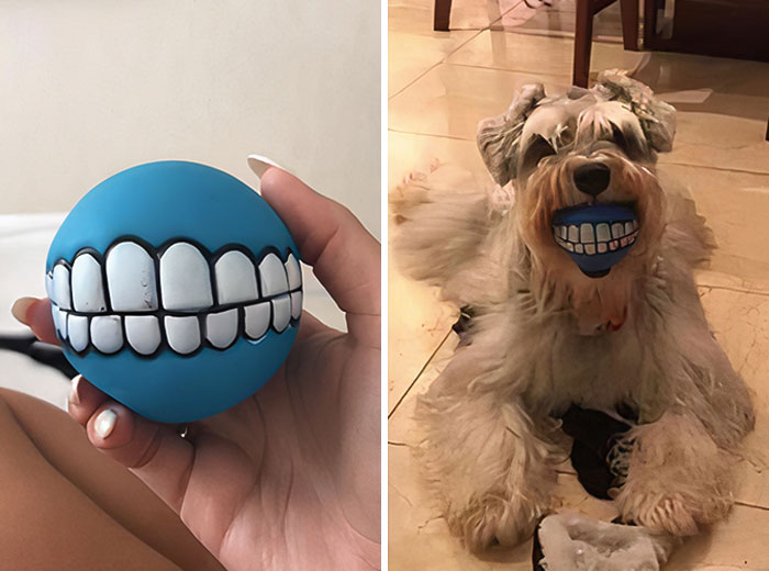 This Toy Makes My Dog Look Scary