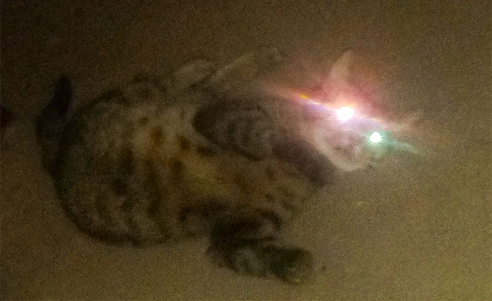 My Cat Was Flying While Possessed