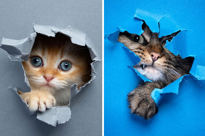 23 Photographs Of Cats Crossing A Paper Wall By Nils Jacobi