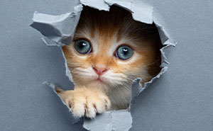 This ‘Catographer’ Takes Funny Pictures Of Cats That Are Full of Playful Purrsonality (23 Pics)