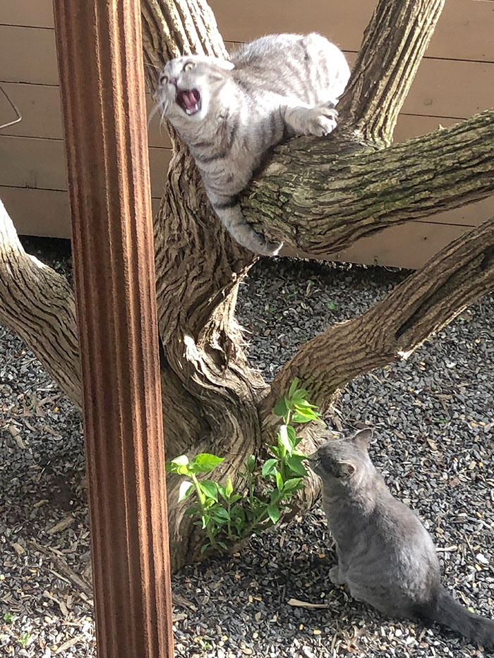 Taken From My Parents’ Kitchen Window. They Don’t Have Any Cats