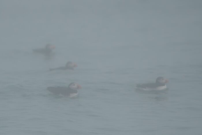 I Went On A Boat 13 Miles Offshore To See Atlantic Puffins. It Was Foggy That Morning