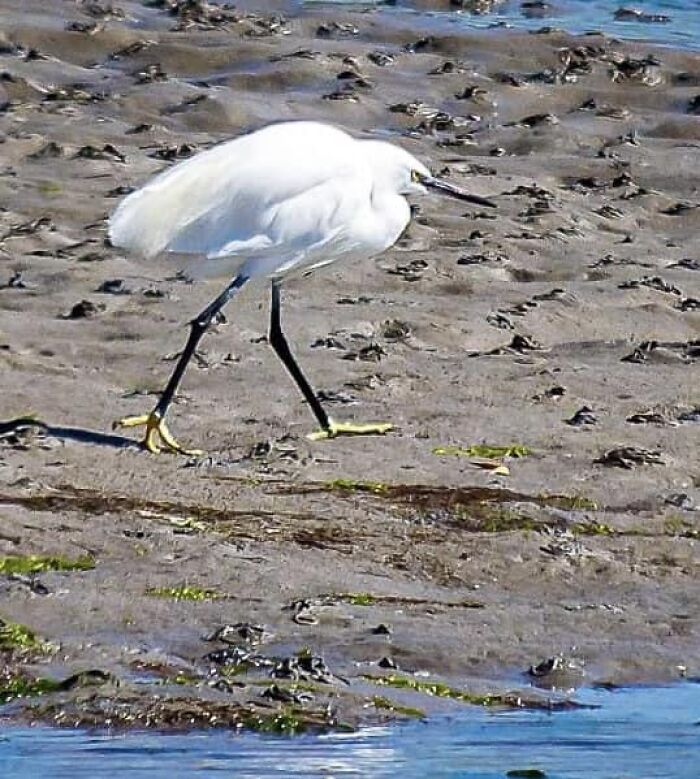 That Is One Pi$$ed Off Little Egret. The Face On It
