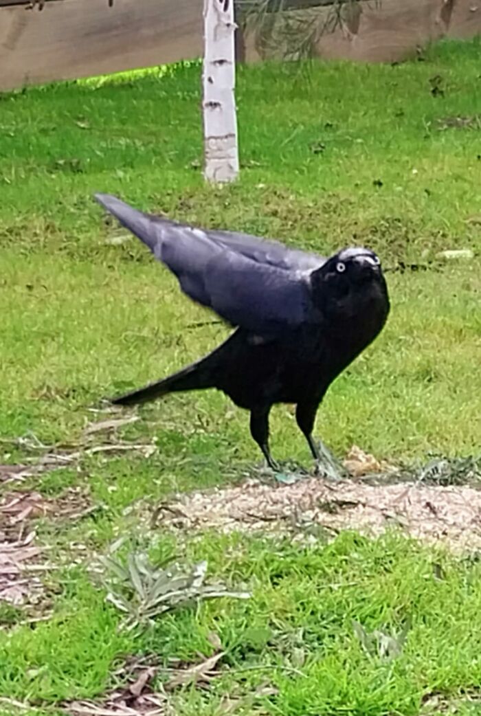 Wings Of A Fish Body Of A Crow, Mutation I Call 'Snappercrow'