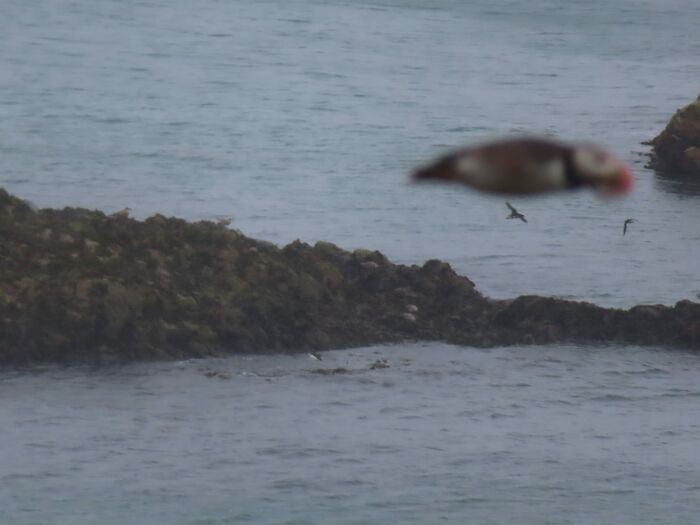 Puffin In Flight - Nailed It (Partner Thought It Was Part Of The Island)