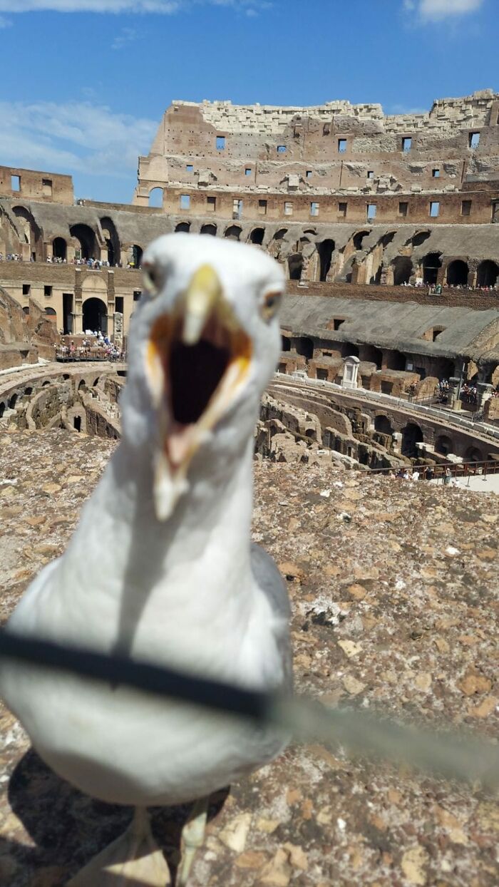 When In Rome... Take A Crappy Picture Of A Bird. *Photo Credit To My Son. It's A Proud Day