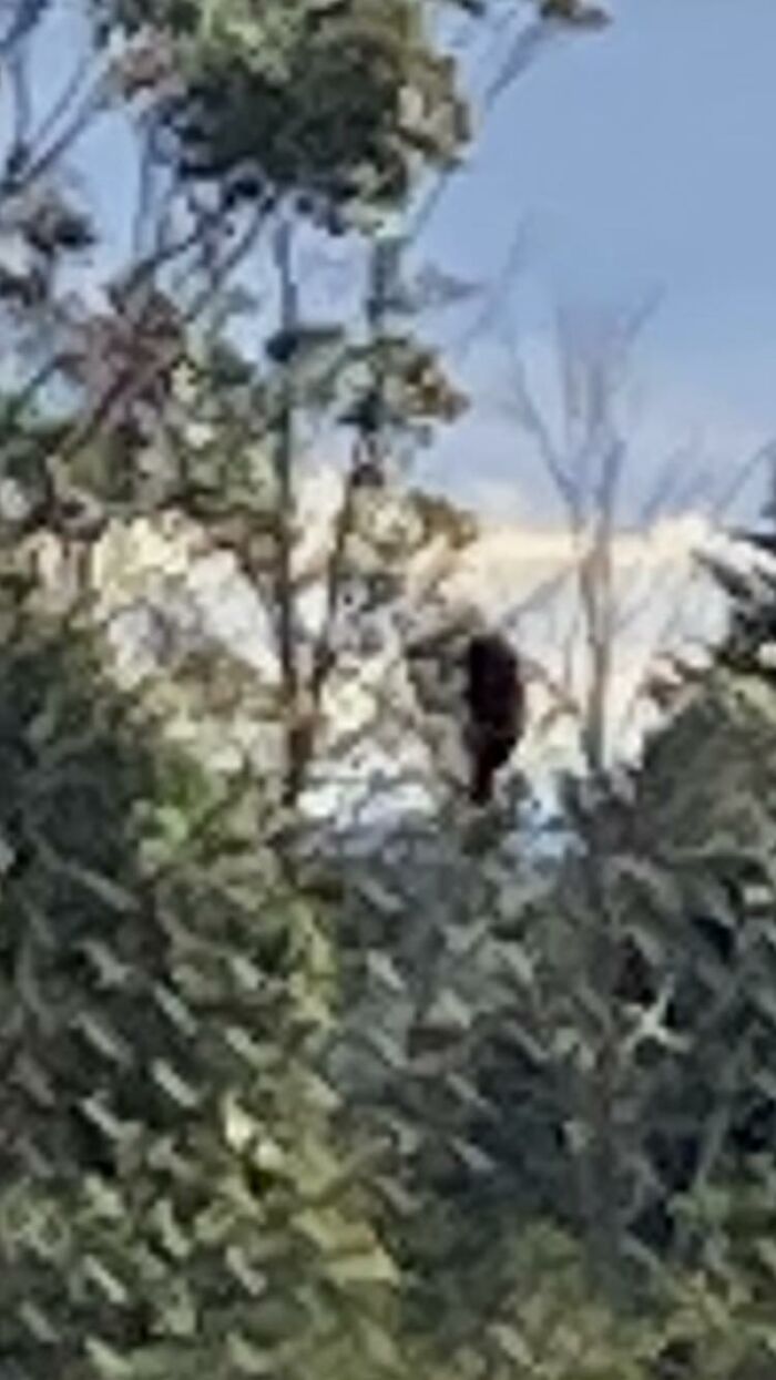 Finally I’ve Seen A Red Breasted Robin, But This Was The Best Pic I Could Get!