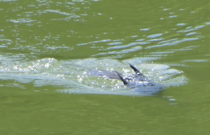 No, I Swear To You This Is Not Batman!! It's A Cormorant