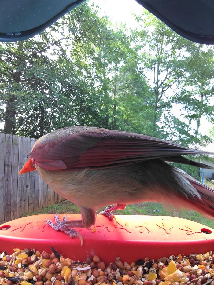 Saw A Cardinal That Looked Just Like No Neck Ed