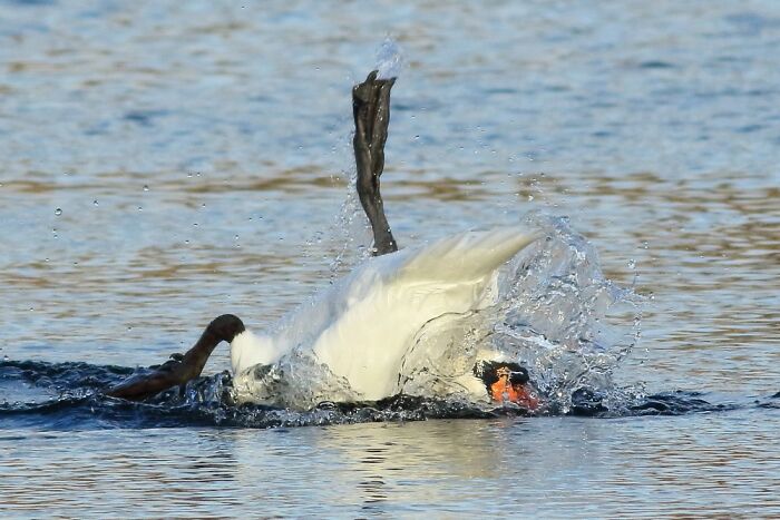 When I First Saw This Swan, I Thought It Was In Serious Difficulty - Then I Realized It Was Waving, Not Drowning!