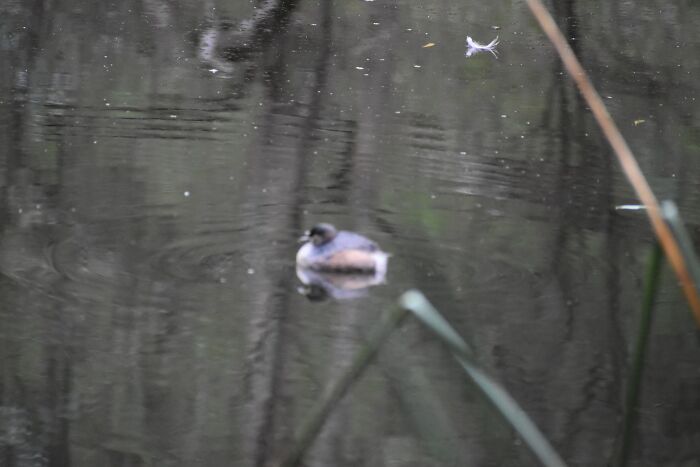 At Least There Is Something From A Bird In Focus!!