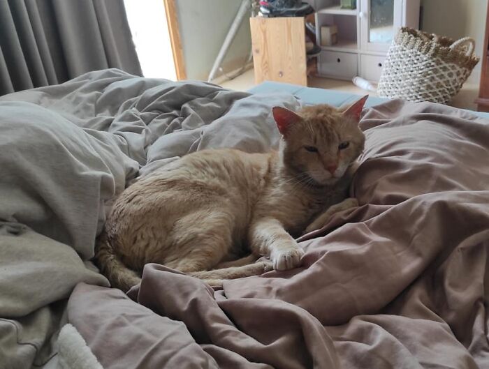 This Guy Is All Banged Up From Fighting With Other Strays. He Decided To Take A Rest In My Bed