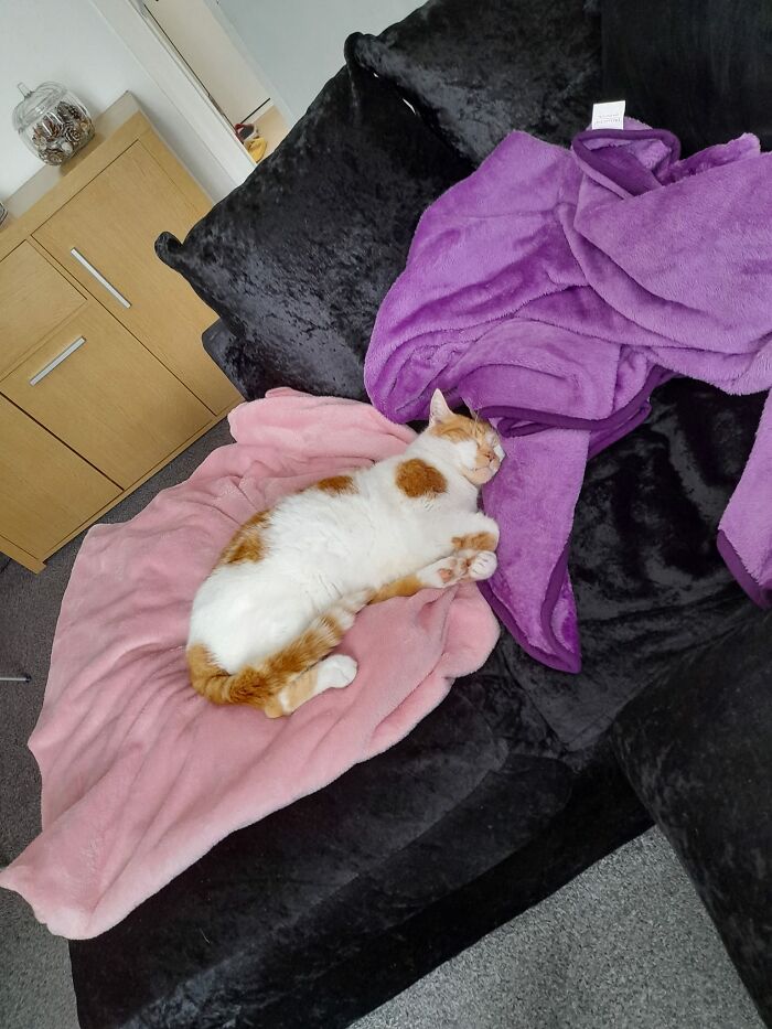 My Sofa, My Blankets, Not My Cat