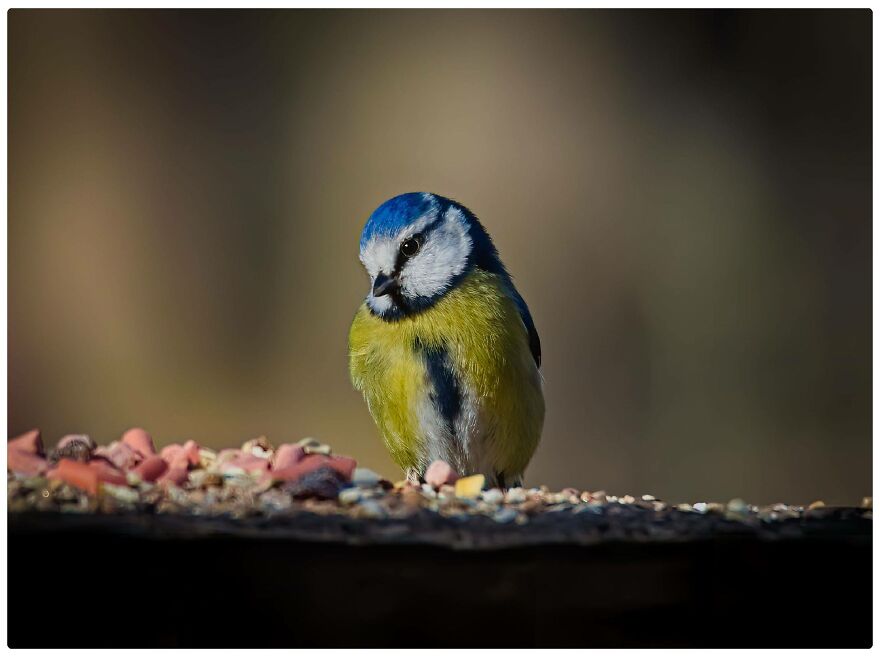 I Am A Photographer And Here Are My 10 Tips For Getting The Best Bird Photos Of Your Life