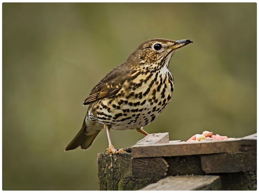 I Am A Photographer And Here Are My 10 Tips For Getting The Best Bird Photos Of Your Life