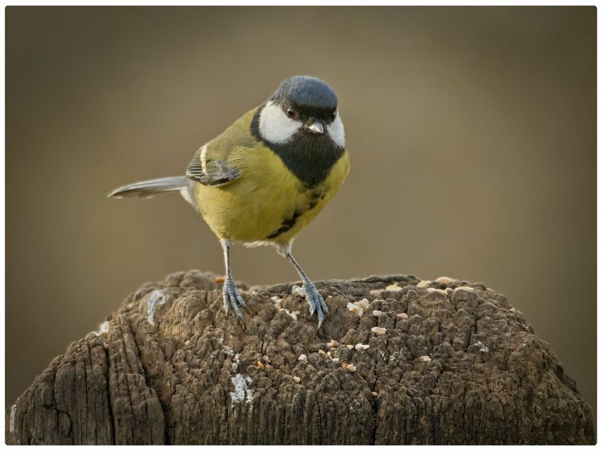 I Am A Photographer And Here Are My 10 Tips For Getting The Best Bird Photos Of Your Life