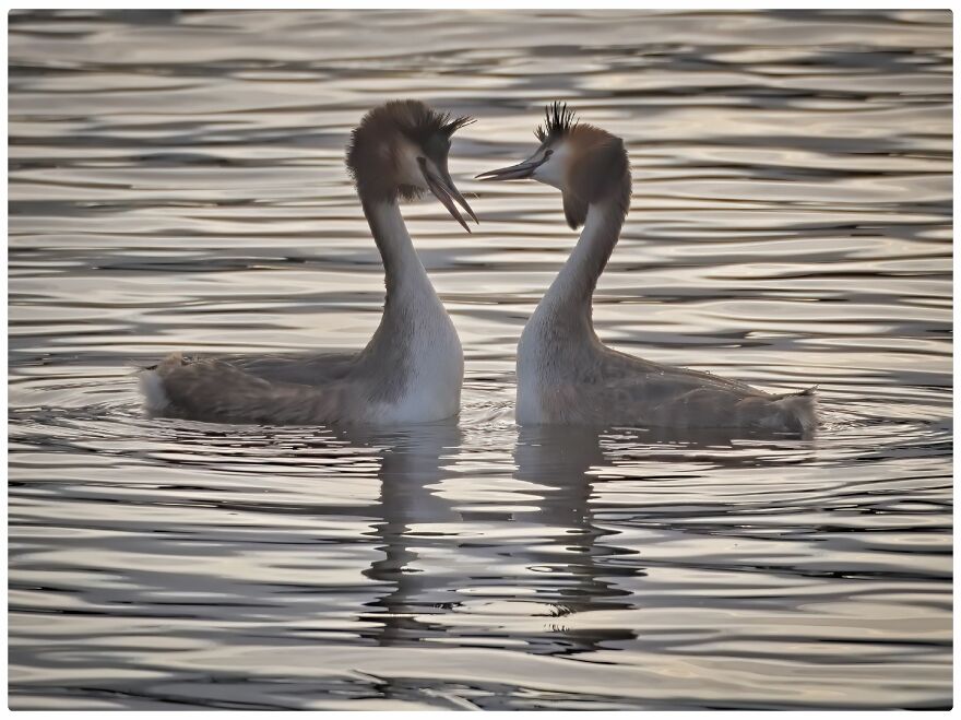 I Am A Photographer And Here Are My 10 Tips For Getting The Best Bird Photos Of Your Life