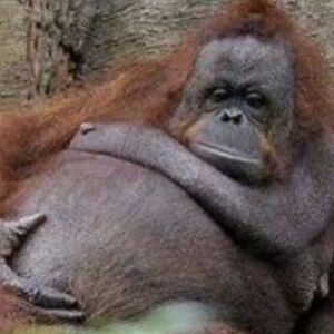 mongosmashmode7 avatar