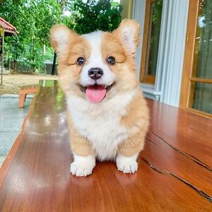 ️️Lovely Corgi Puppies For Adoption ️️