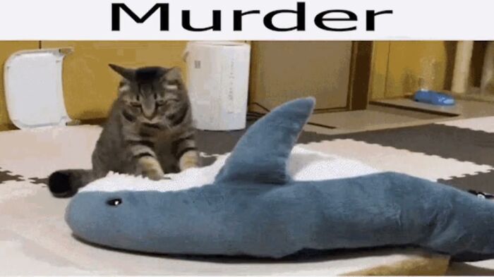 Hey Pandas, Show Me Your Best Cat Memes!