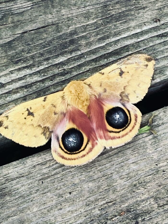 This Beautiful Moth Landed By Me Just For Me To Take This Picture