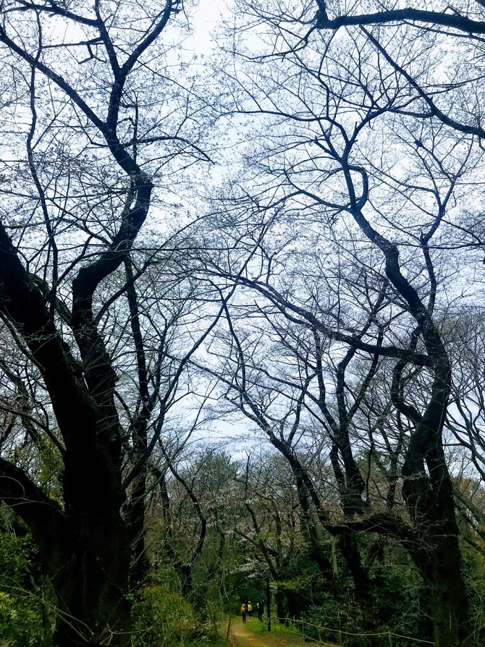 In Yoyogi Park Tokyo