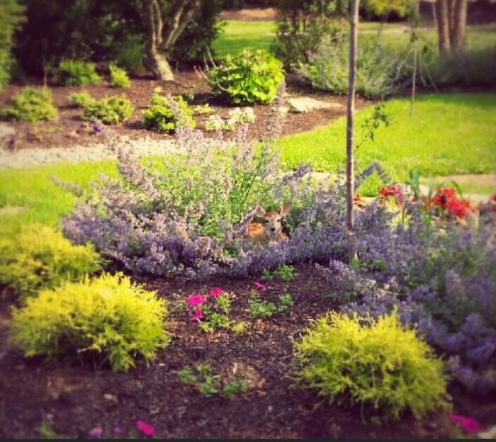 Fawn Just Hanging In My Garden