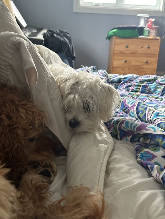 Alfie On The Left And Louie Checking On Him❤️