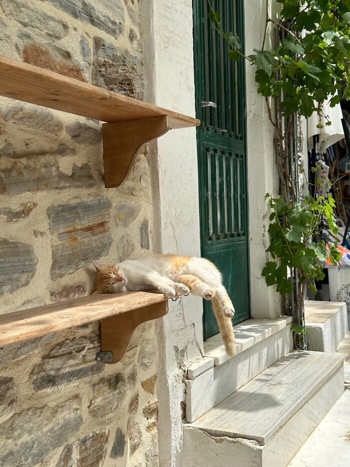Not Mine, But One Of The Many Cats On Naxos, Greece